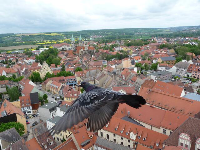 Naumburger Altstadt, Dom und eine Taube: Im besten Moment hat Gerd Henschel auf den Auslöser gedrückt. Er erhält ebenfalls einen Sonderpreis. | Foto: Gerd Henschel