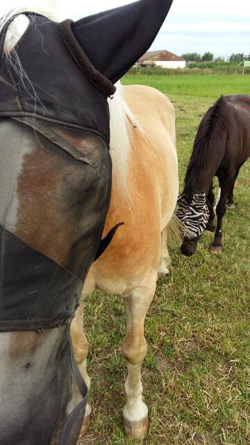 Der Besuch ist beendet, ich gehe ein paar Schritte fort und plötzlich stehen beide am Zaun und schauen mich wehmütig an. "Bleib doch bitte bei uns", war der Ausdruck in den verdeckten Augen. Ich bin kein Pferdeflüsterer und kann daher nur erahnen, was Tiere sagen ?!?!