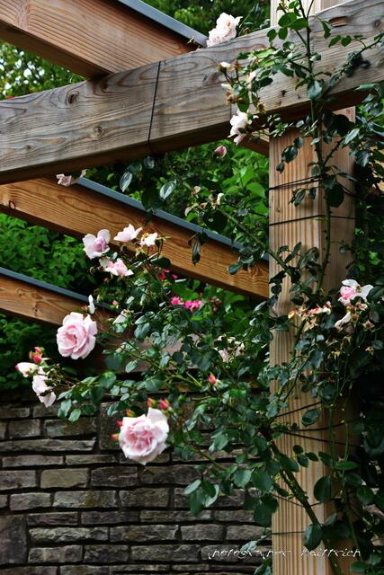 Die Edle in rosé...