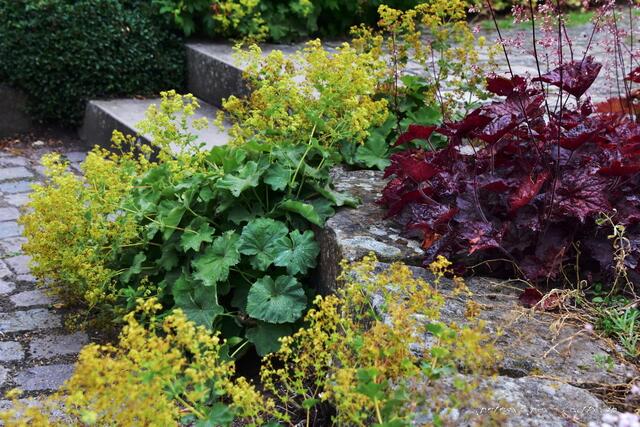 Rund um den Fischteich....