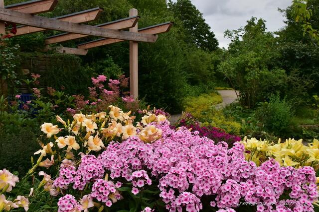 Lilien, Rosen und Gartenphlox...