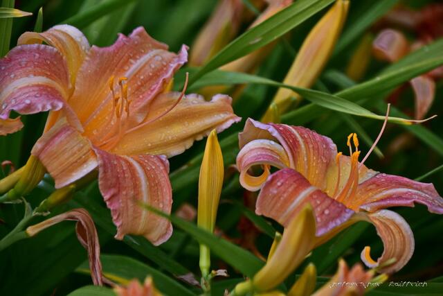 Die Lilien nach dem Regenschauer...
