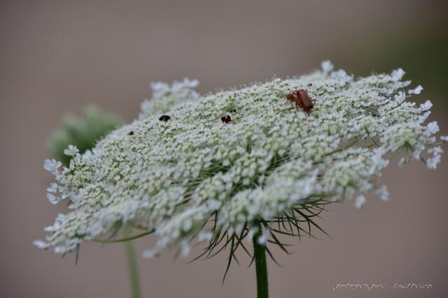 Hmmm...Tummelwiese...