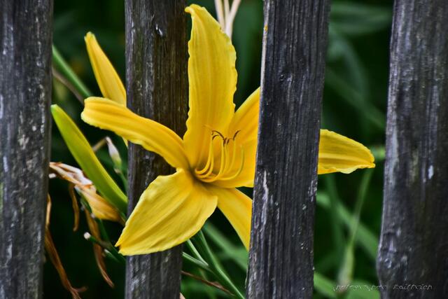 ..neugierige Lilie...