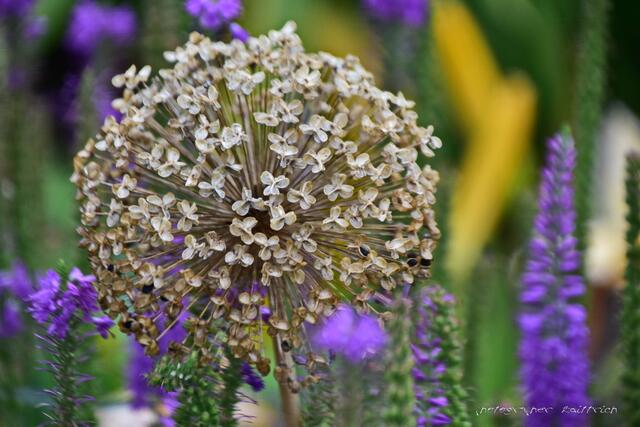 ?? Schaut aus wie ein Zierlauch...