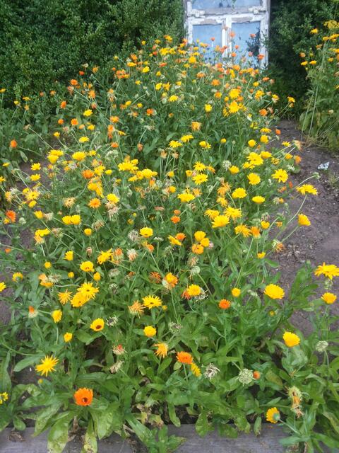 Ringelblumen
