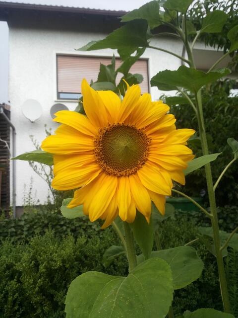 Diese Sonnenblume ist die erste von ca. 10 Stück und ist sie nicht wie gemalt. Es beginnt hier sozusagen das grün-gelbe Areal mit...