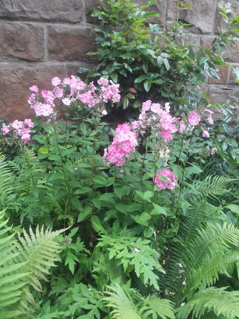 Rosa Phlox