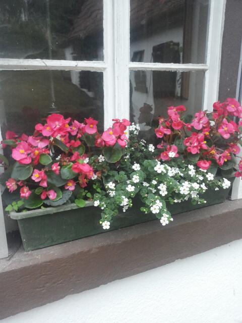 Blumenfenster