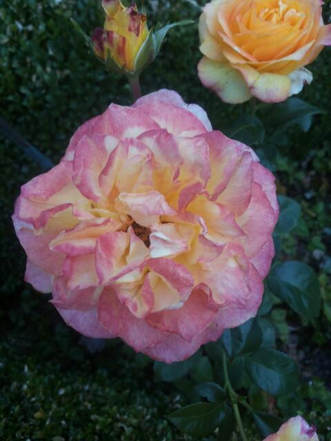 die Farbe