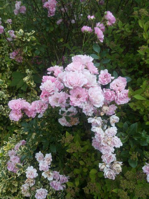Den Weg hinab aus dem Garten zieren die kleine Rose Fairy und...