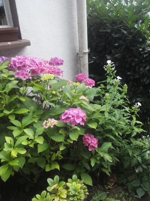 Hortensie steht gleich daneben und ich bin am Hauseingang angekommen.