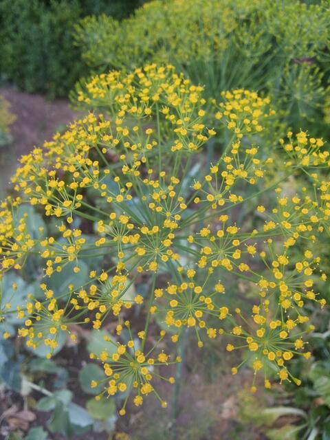 Dill und...