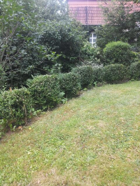 vorbei an meiner neuen Hecke