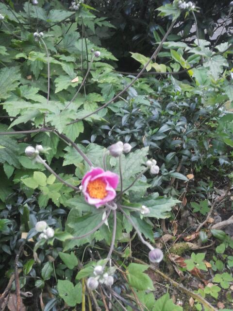 Die Treppe nach oben: Die Anemone steht in den Startlöchern.