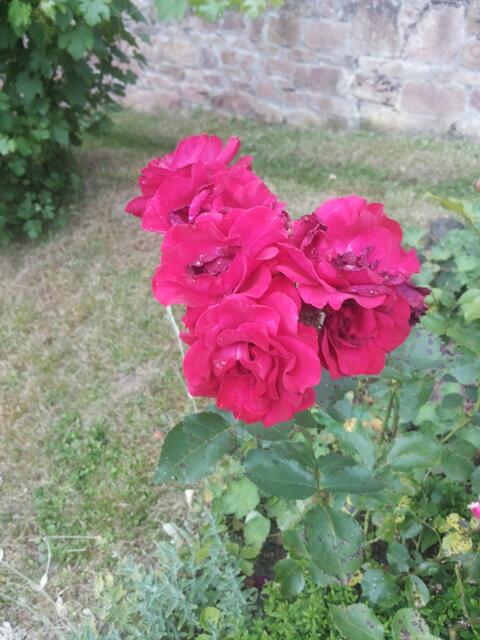 eine rote Rose
