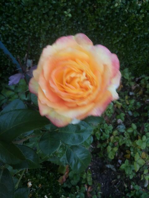 Die Rose die so heißt wie meine Tochter