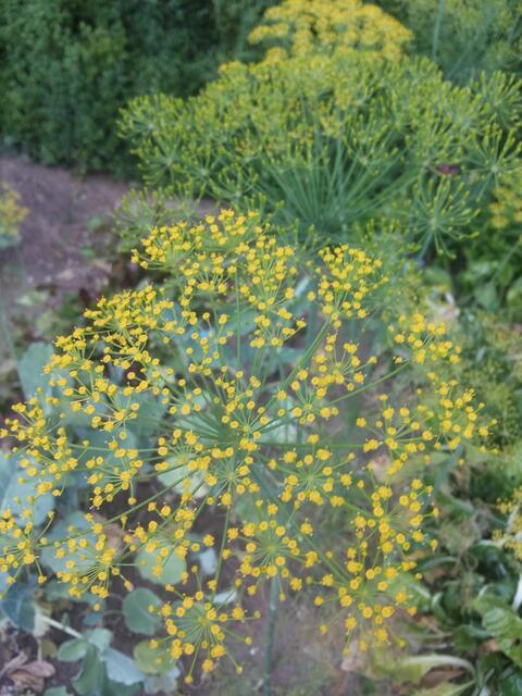 Dill und