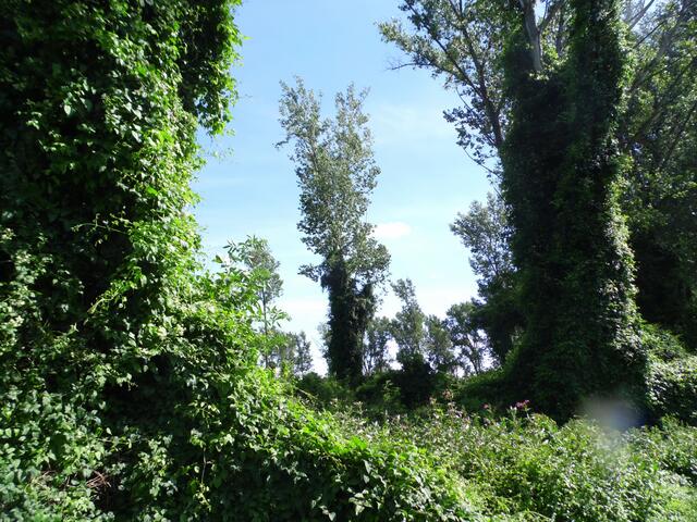 Ein lichter Wald, bestehend aus Kanadischen Pappeln, ist über und über von einer speziellen Pflanzenart überwuchert.