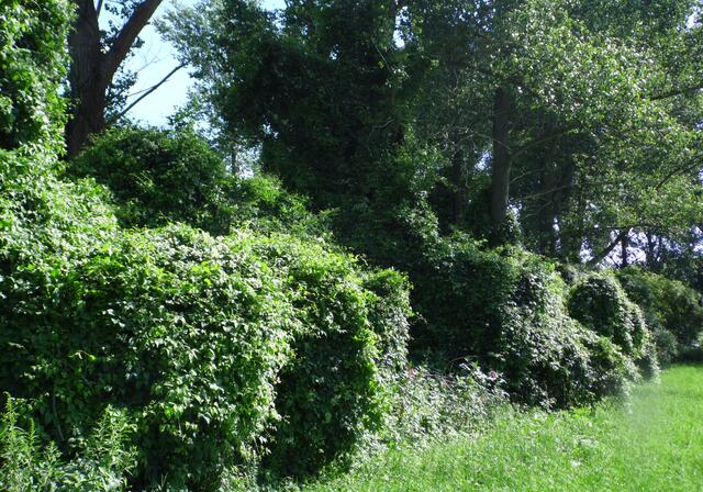 Ein grünes, undurchdringliches Dickicht schon am Waldrand.