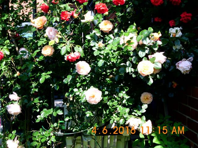 Die Maltheser-Rose
