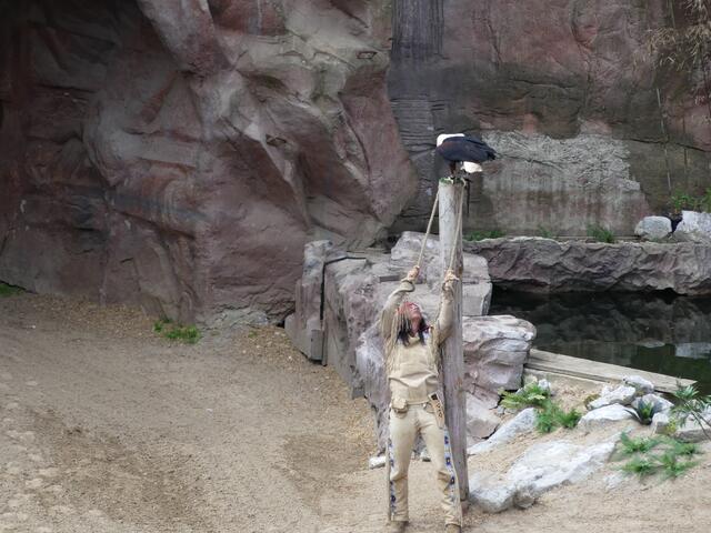 Doch Manitou schickt Hilfe und Winnetou kann sich befreien.