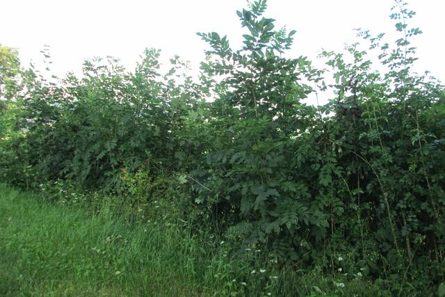 Die grüne Hölle – die Sicht von der östlichen Sitzbank. Kein Durchblick.