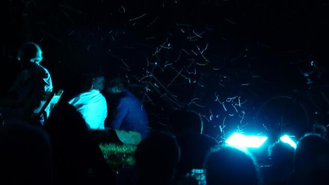 Die Insekten tanzen zur Musik im Scheinwerferlicht.