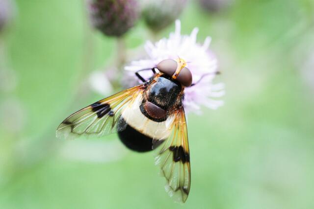 Gemeine Waldschwebfliege
