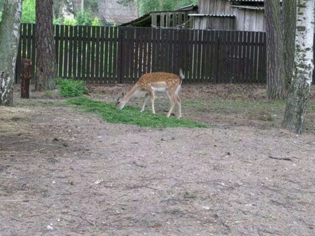 Rehe im Hotelgarten