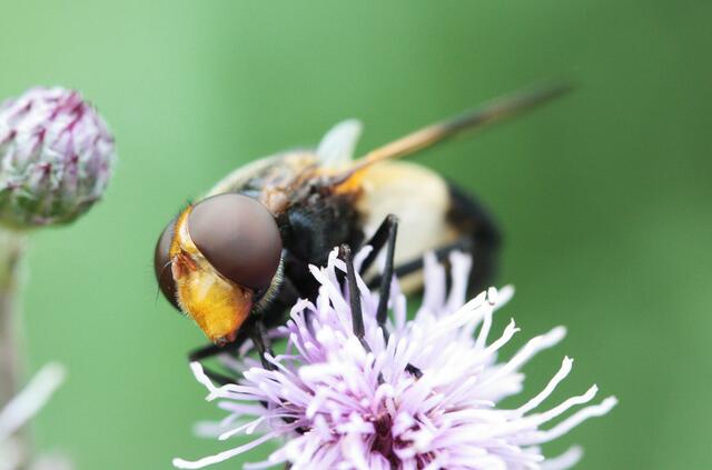 Waldschwebfliege