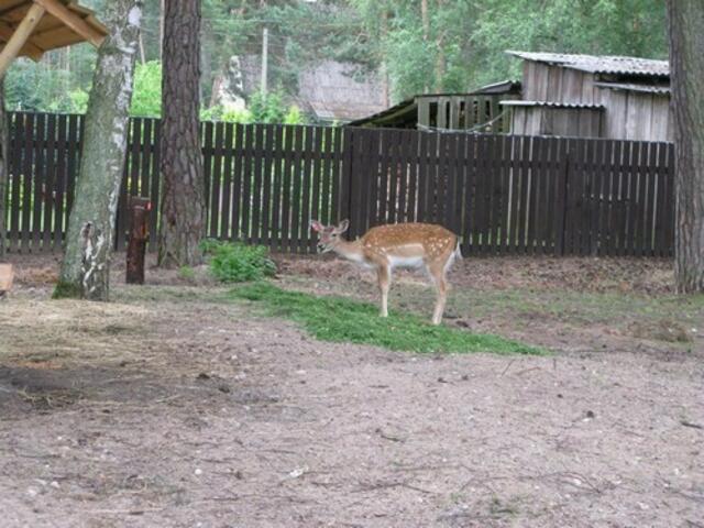 Rehe im Hotelgarten