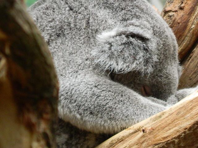 Sleeping Beauty :)