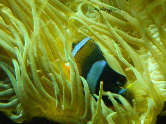 Ich hab Nemo gefunden :D