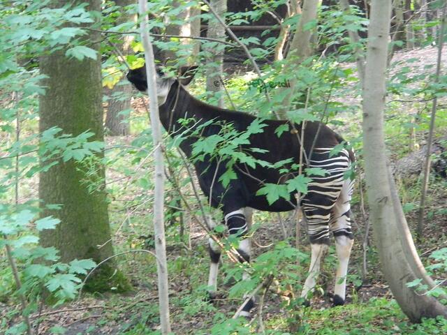 Das Okapi versteckt sich wieder....wie immer :D