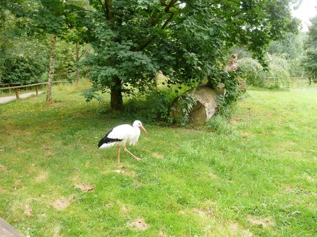 Vor uns marschiert ein Storch.