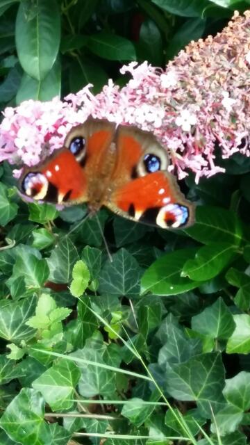 Bild 2: Dieser hat seine Punkte behalten und nennt sich lt. Reinhold Peisker: Tagpfauenauge