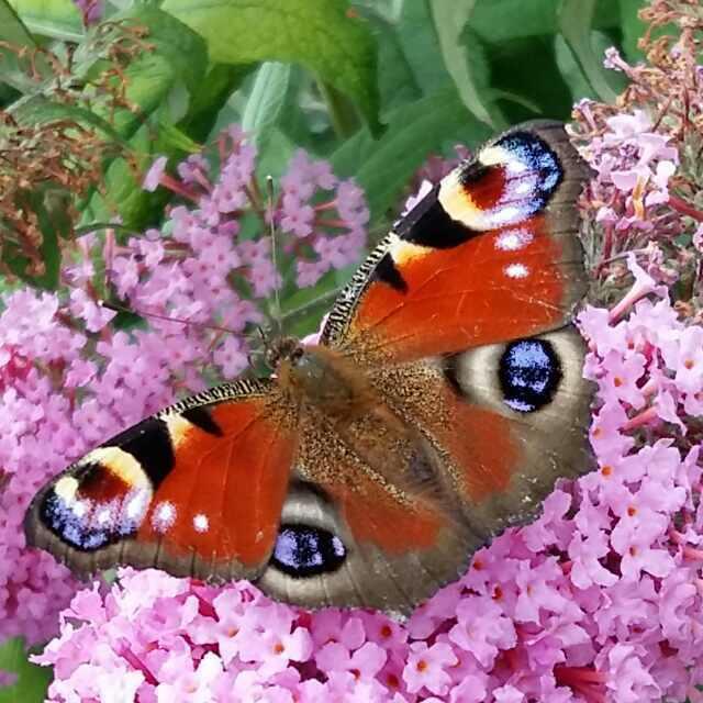 Bild 3: Tagpfauenauge etwas näher am Auge