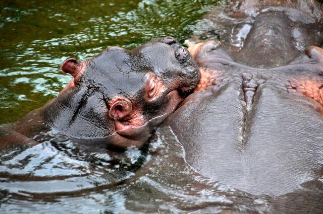 Kuschelt gerne mit der Mutti: das kleine Flusspferdmädchen i  Erlebniszoo Hannover