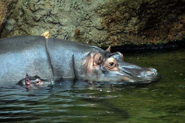 Schwimmt und taucht gemeinsam mit der Mama: Champ ist dieneue Attraktion im Erlebniszoo Hannover.
