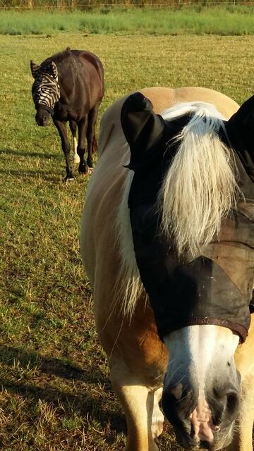 Sogleich sind beide auf mich zugetrabt und ließen sich streicheln.