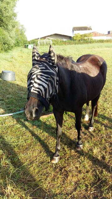 Einmal allein auf`s Bild. Hat geklappt.