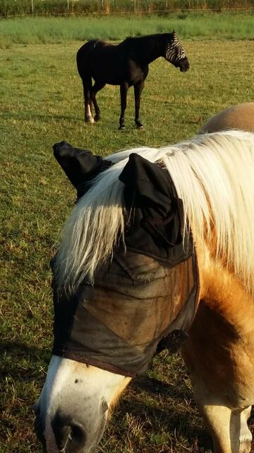 Nach Tagen wieder besucht und es war eine herzlicher Empfang.