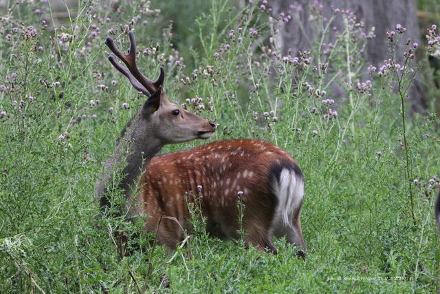 Sikahirsch.