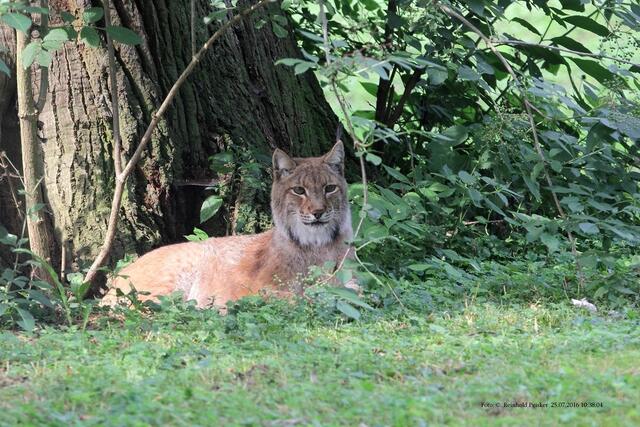 Luchs.