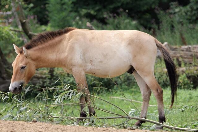 Wildpferd.