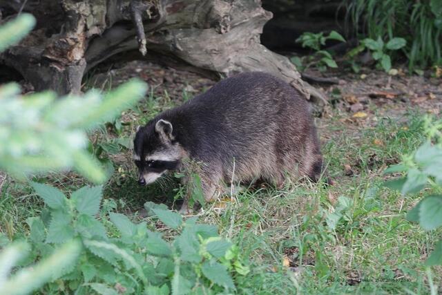 Waschbär