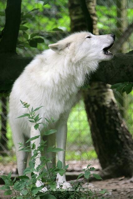 Polarwolf