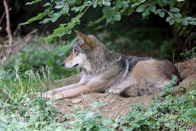 Timberwolf.