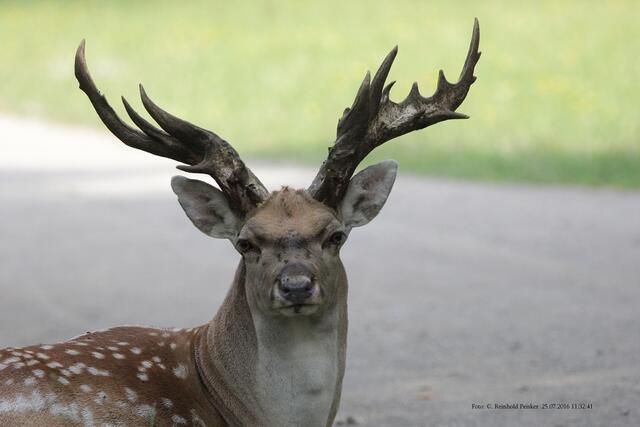 Mesopotamischer Damhirsch.